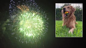 How to keep scared pets safe over the Fourth of July holiday