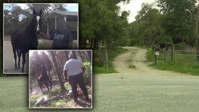 Florida’s illegal horse meat trade: Undercover video shows racehorse butchered on camera