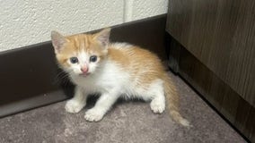 Deputy finds small kitten during security check at Tampa jail