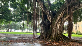 4 teenagers struck by lightning while under tree in downtown St. Pete