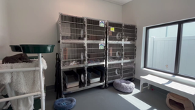 St. Pete no-kill shelter opens new space for cats looking for forever home