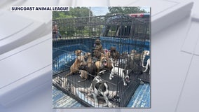 16 puppies allegedly dumped at gas station saved by Pasco County rescue group