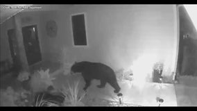 Video: Florida black bear caught on camera approaching North Port home