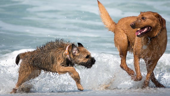 Fort De Soto Park named among top 10 best dog-friendly beaches in America