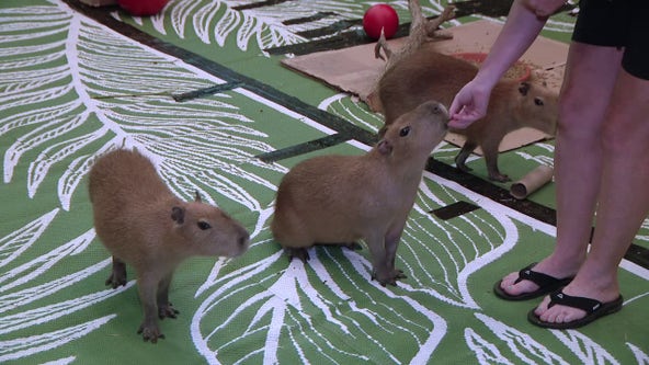 Meet the three young capybaras that have been staying at Clearwater Marine Aquarium