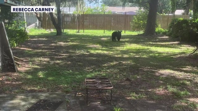 Black bear spotted roaming Lakeland neighborhood, FWC monitoring