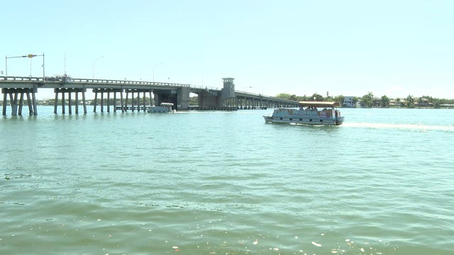Sarasota Bay boaters urged to keep their distance from new dolphin calves