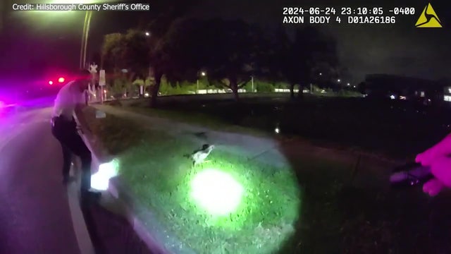 Hillsborough County deputies caught on camera comedically chasing chicken after freeing it from under a car