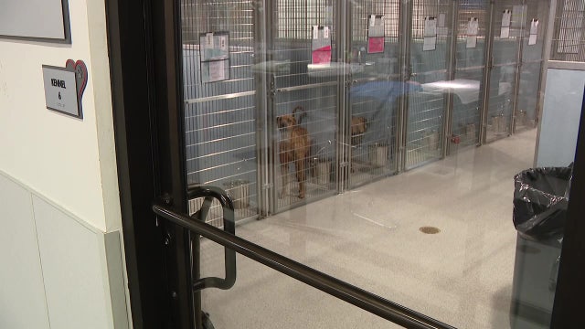 Humane Society of Tampa Bay resuming some canine intakes after dog flu outbreak