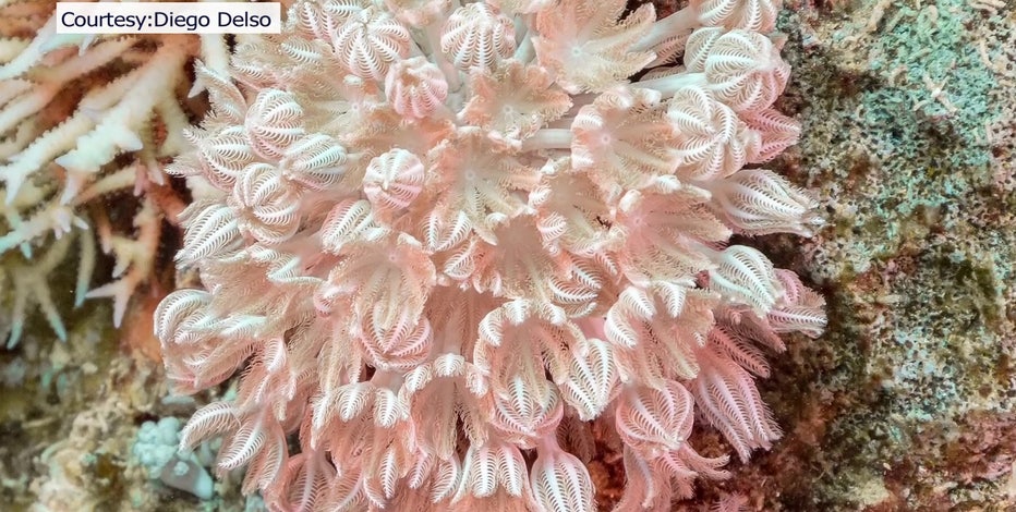 coral reef  wtvt-00001-5.jpg?ve=1&tl=1