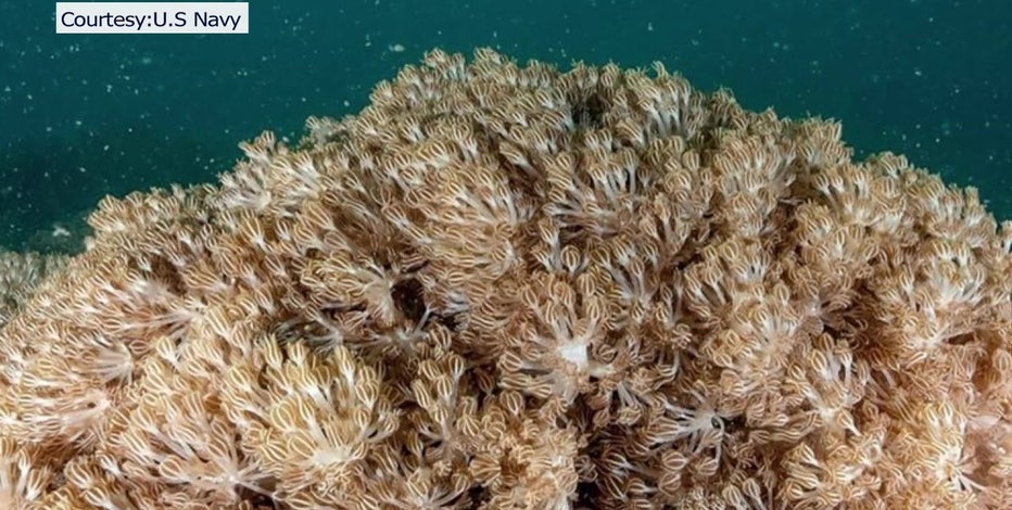 Researchers ask for underwater help in reporting invasive soft