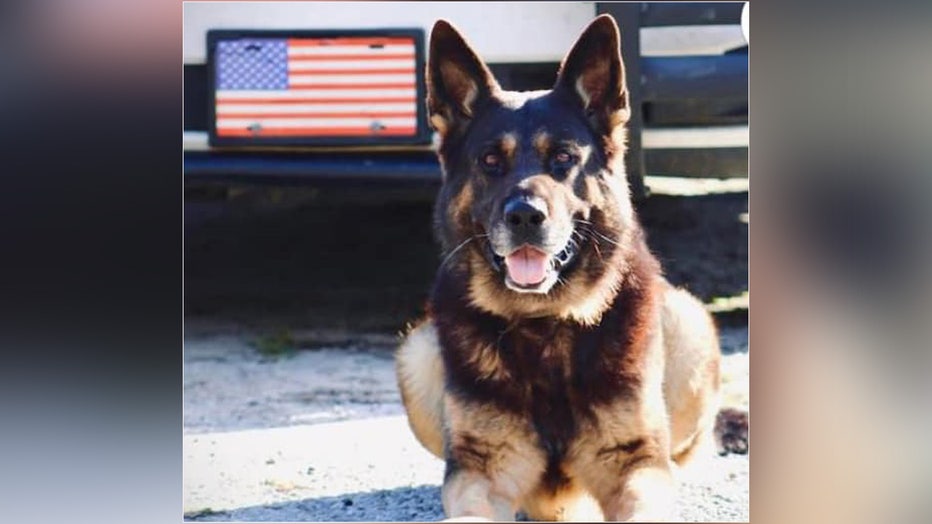 K-9 Archer died after suffering a heat-related episode while chasing a suspect. Image is courtesy of the Madison County Sheriff's Office.
