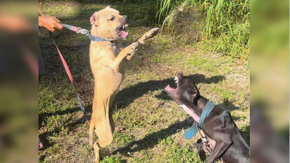 Police say they rescued 111 dogs from a dog-fighting ring. Image is courtesy of the St. Petersburg Police Department.