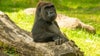 Busch Gardens gorilla dies after brief illness: ‘Our hearts are broken’