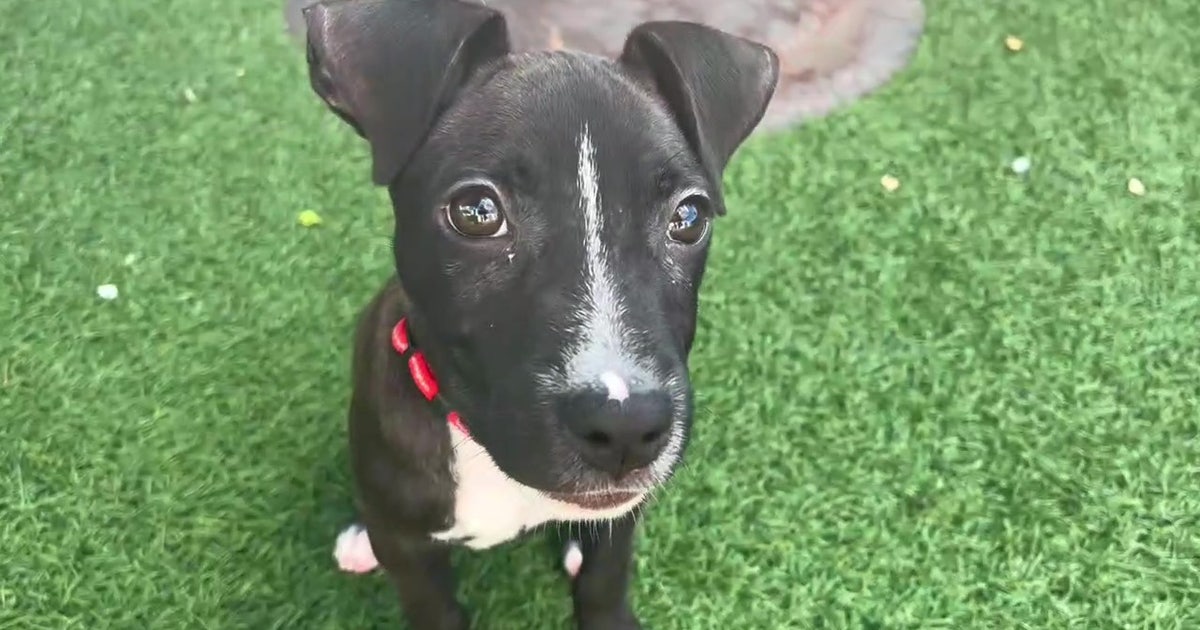 Bay Area animal rescues struggling to stay afloat amid rising vet bills ...