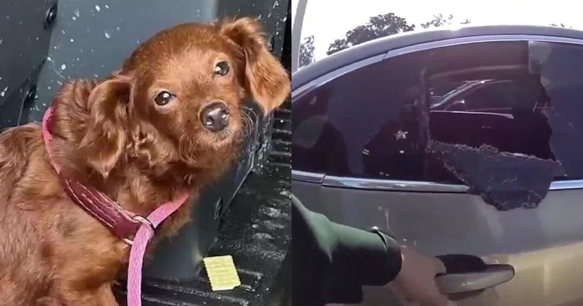 Video: Pinellas County deputies shatter window to save dog from hot car ...