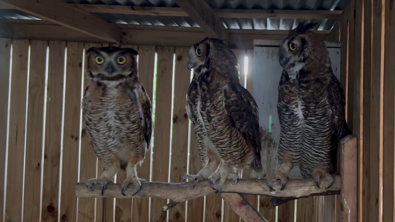 Charlie the owl search led to 3 rescues of injured great horned