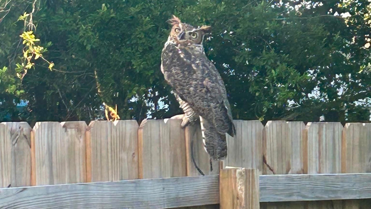 Owl13さま専用ページ Great Horned Owl that escaped during Tropical Storm Debby dies
