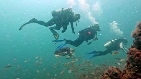 Clearwater company teaching beginners how to scuba dive