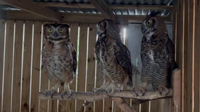 Charlie the owl search led to 3 rescues of injured great horned owls after false sightings