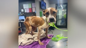 Malnourished dog found abandoned with urine burns is on the road to recovery in Tampa