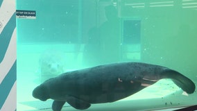 2 rescued manatees newest guests at Clearwater Marine Aquarium's new manatee rehab center