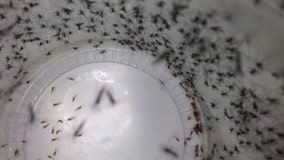 Hillsborough mosquito crews busy after Debby brings record rainfall