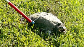 Pinellas County deputy escorts 'feisty' snapping turtle off road