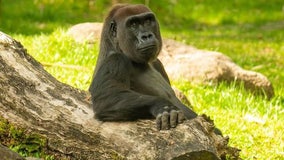 Busch Gardens gorilla dies after brief illness: ‘Our hearts are broken’