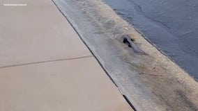 Catfish appear on flooded streets in Pinellas Park