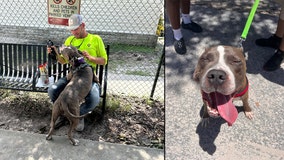 Pinellas dog rescued with 7-pound tumor finds forever home two months after surgery