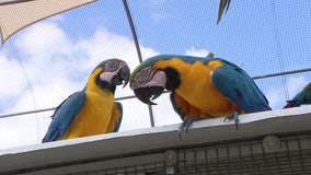 Sanctuary in Pasco County provides exotic birds with permanent home