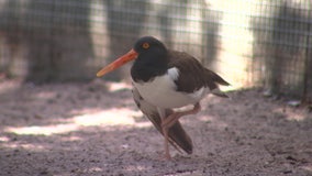 Rescued seabirds find sanctuary after being injured during Debby