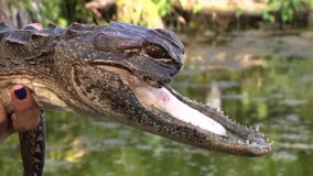 Florida gator Jawlene 'in great health' nearly a year after rescue