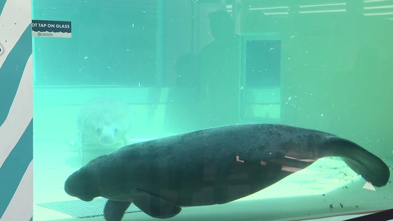 2 rescued manatees newest guests at Clearwater Marine Aquarium's new manatee rehab center