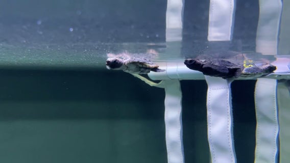 Researchers keeping eye on nests as sea turtle hatchings ramp up