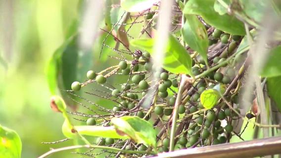 Saw Palmetto berry burglars arrested after new law creates felony punishment