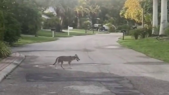 Coyotes on Siesta Key: Sarasota County asks state wildlife officials for help
