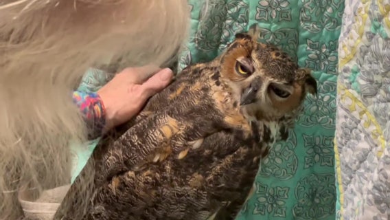 Great Horned Owl who escaped during Tropical Storm Debby found safe
