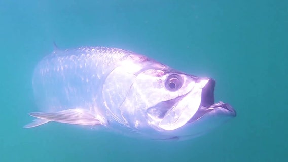 Tarpon and shark populations are growing, creating 'perfect storm' for Tampa Bay fishers