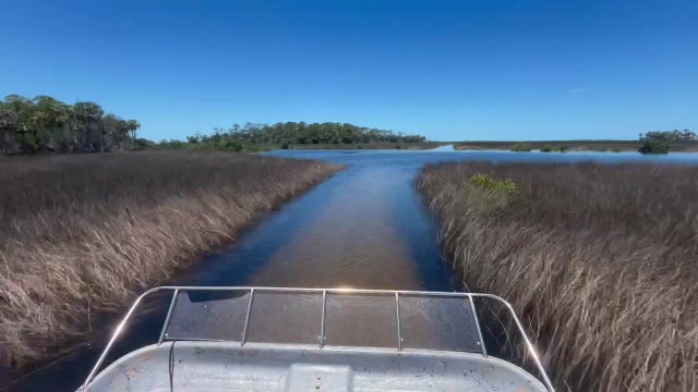 Explore Florida's waters and encounter native creatures on airboat tour in Weeki Wachee