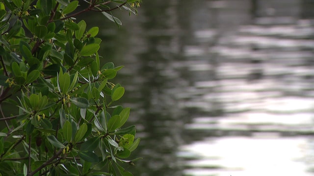 Bacteria levels in parts of Tampa Bay still dangerously high after Debby