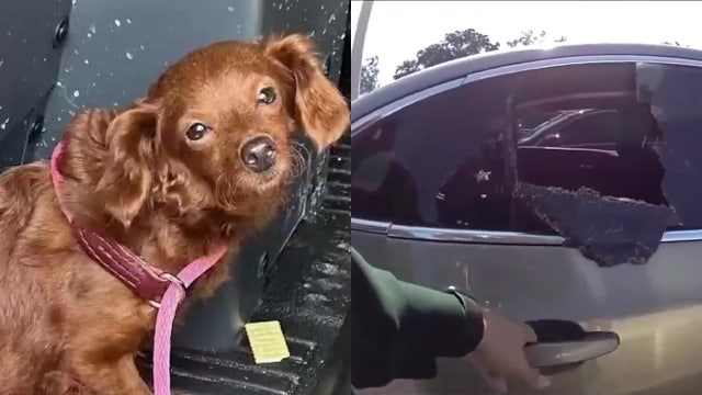 Video: Pinellas County deputies shatter window to save dog from hot car while owners were inside courthouse