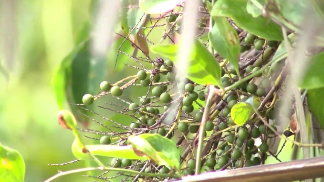 Saw Palmetto berry burglars arrested after new law creates felony punishment