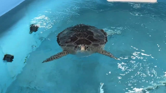 Florida Aquarium sea turtle rehab center features 'foraging pool' in Apollo Beach