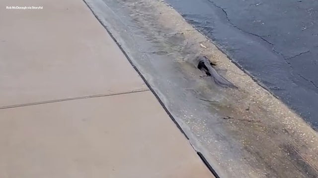 Catfish appear on flooded streets in Pinellas Park