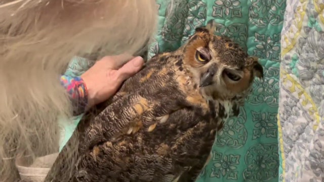 Great Horned Owl who escaped during Tropical Storm Debby found safe