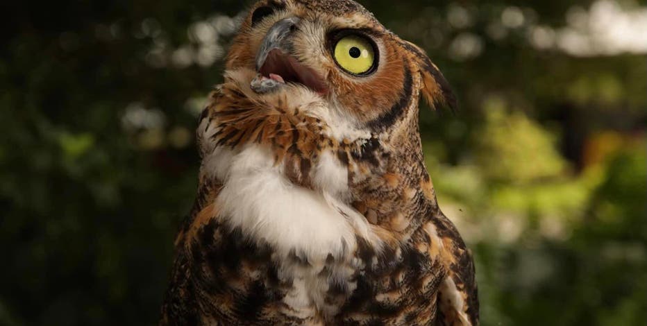 Charlie-1.jpg?ve=1&tl=1