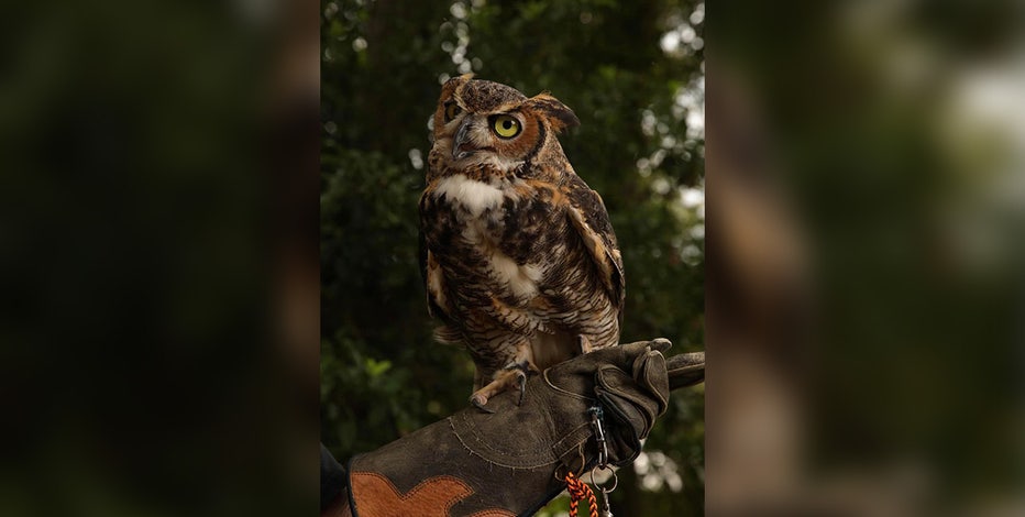 Raptor Center of Tampa Bay searching for owl that escaped