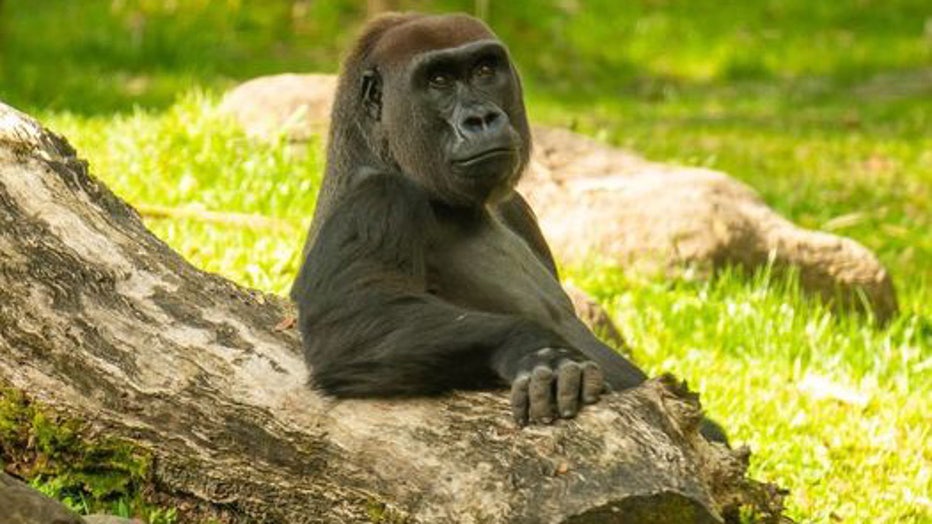 Busch Gardens announced the passing of its gorilla Tinga. Image is courtesy of Busch Gardens.